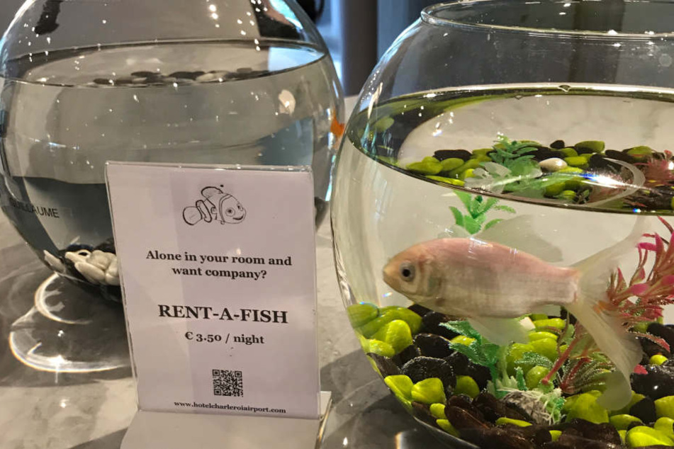 Allein im Zimmer und Gesellschaft erwünscht? Dann leiht Euch doch einfach einen Goldfisch.
