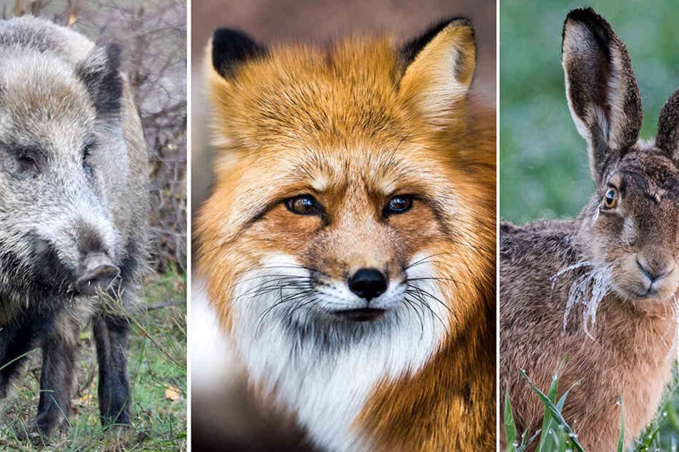 Wildtiere, die sich besonders oft im Frühjahr paaren: (v.li) Wildschweine, Rotfüchse und Feldhasen. Die Hormone bei den Wildtieren laufen derzeit auf Hochtouren.
