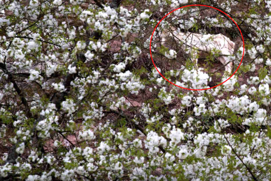 Kann dem gefangenen Tier geholfen werden? Die Bergwacht Miltenberg tut alles dafür.
