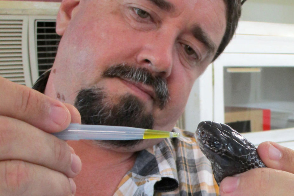 Schlangenexperte David Williams beim Melken einer Schwarzotter in Papua-Neuguinea.