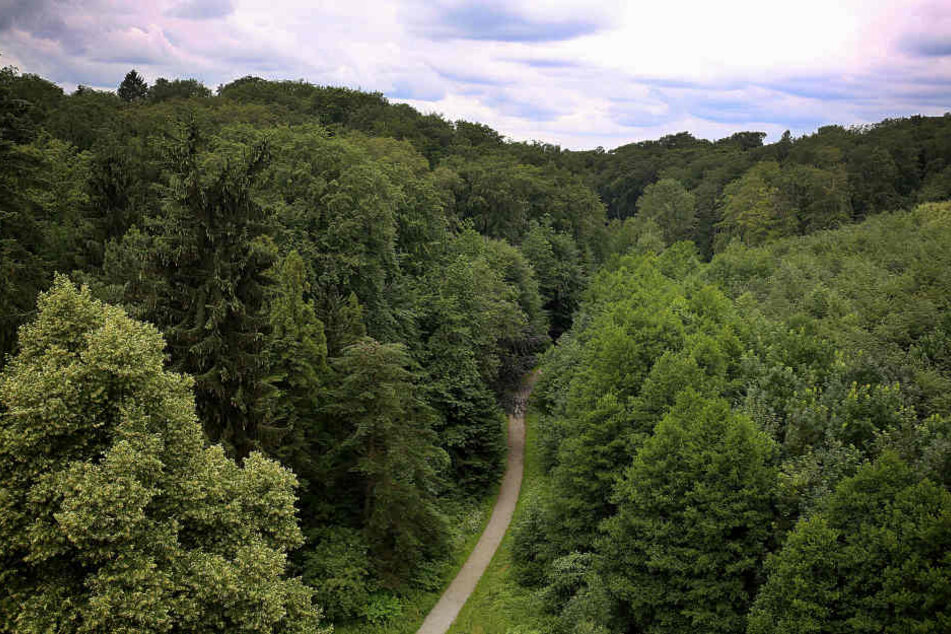 In diesem Wald passierte die schreckliche Tat im April 2018.