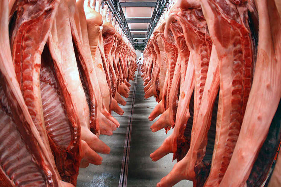500 Schweinehälften mussten umgeladen werden. Eine langwierige Aufgabe!