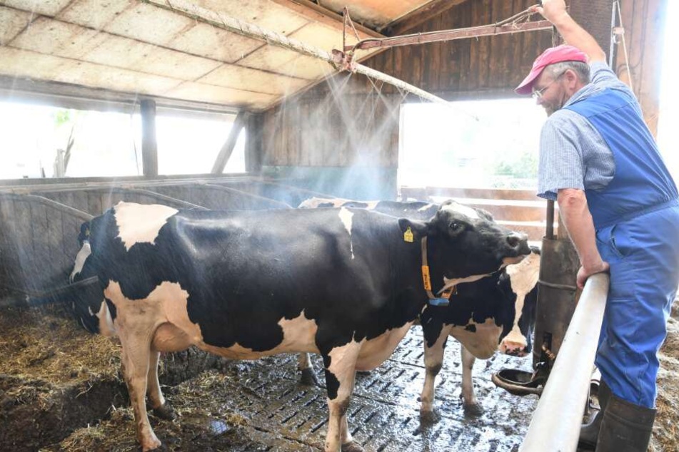 Die Milchbauern leiden weiter unter den Dürre-Folgen: In 2019 könnte es weniger Milch geben. (Symbolbild)