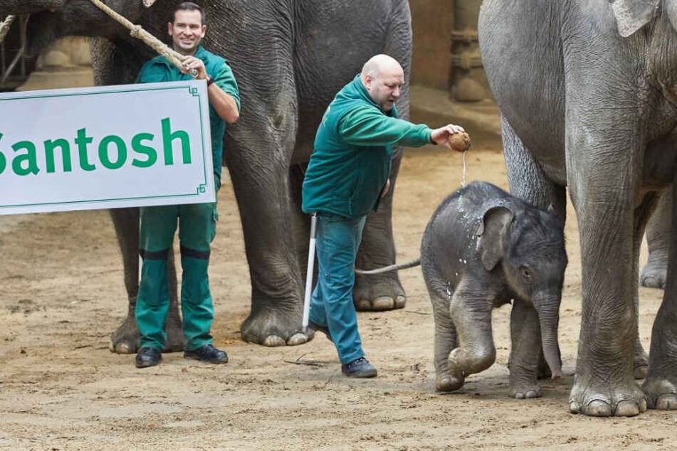 Tierpfleger Michael Schmidt taufte den kleinen Elefanten mit einer Dose Kokosmilch auf den Namen "Santosh".