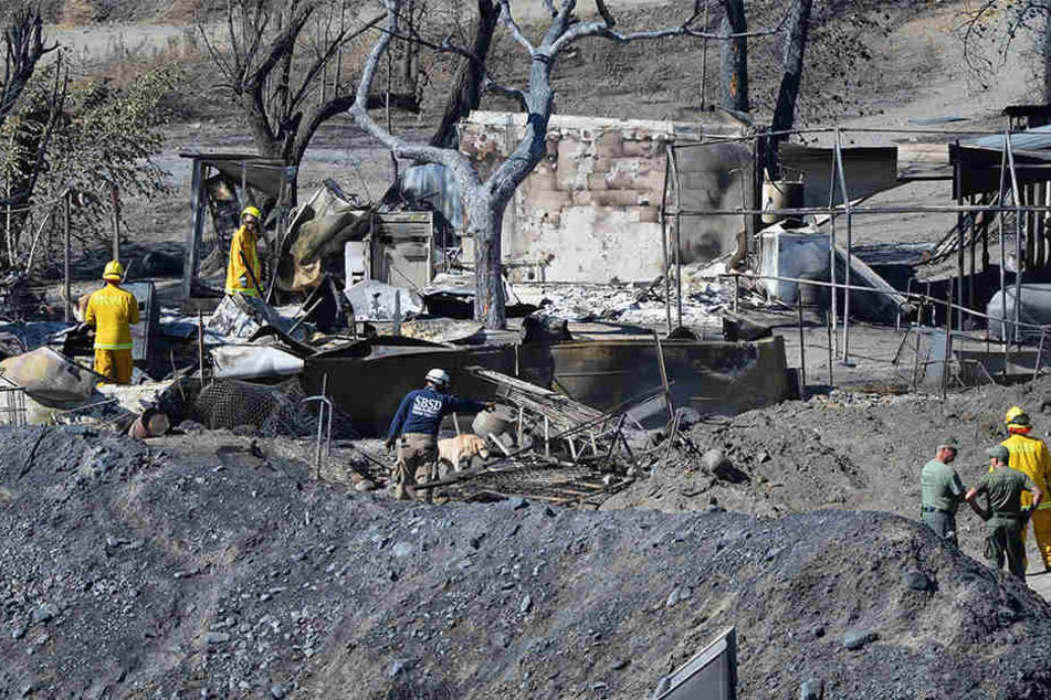 Heftige Busch-und Waldbrände haben im Süden Kaliforniens hunderte Gebäude zerstört.