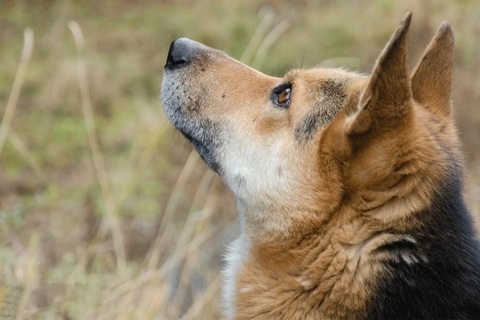 Hunde haben dank ihres feinen Geruchssinns einige Vorteile (Symbolbild).