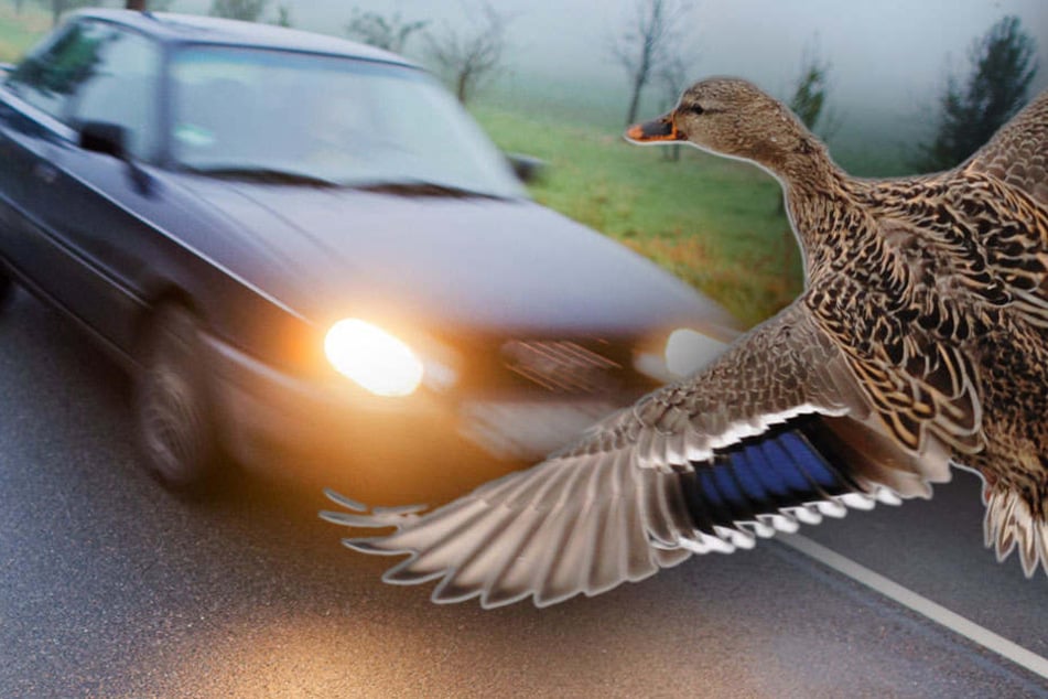 Hoffentlich ist die Wildente nun umsichtiger unterwegs. (Symbolbild)