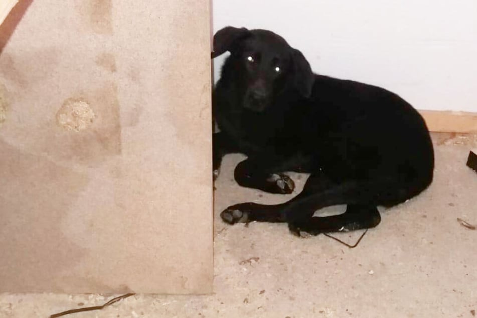 Der schöne schwarze Hund sitzt verstört in einer Ecke des Tierheims. Ob das Tier verletzt ist, wird der Tierarzt untersuchen.