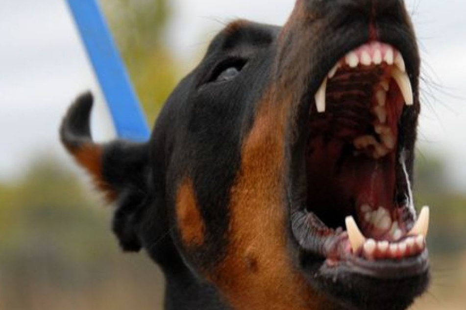 Der Hund muss ab sofort mit Leine und Maulkorb geführt werden. (Symbolbild)