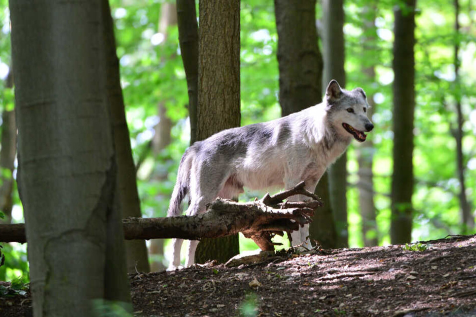 Dieser Wolf lebt schon in Worbis.