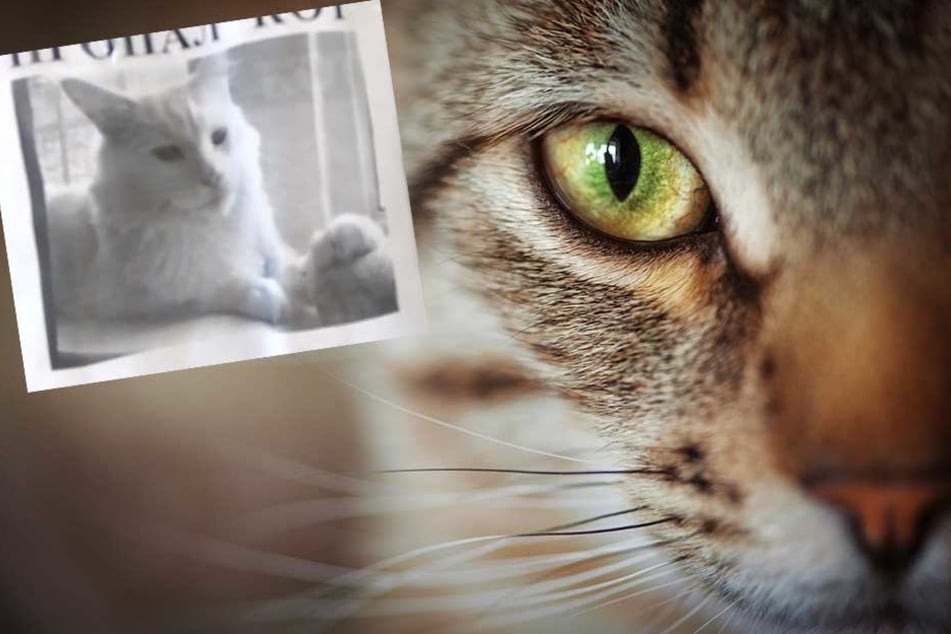 Der Blick einer Katze auf einem Suchplakat (kl. Foto) macht den Betrachter verrückt.