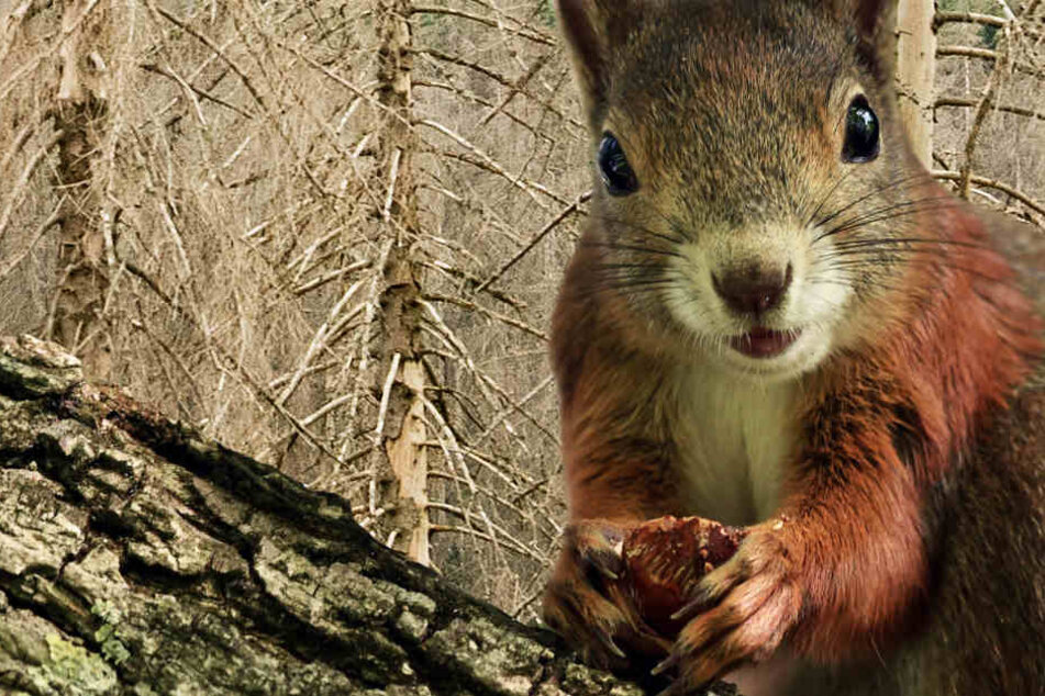 Die Trockenheit über Monate hinweg wird auch für Wildtiere zu einem Problem (Symbolbild).