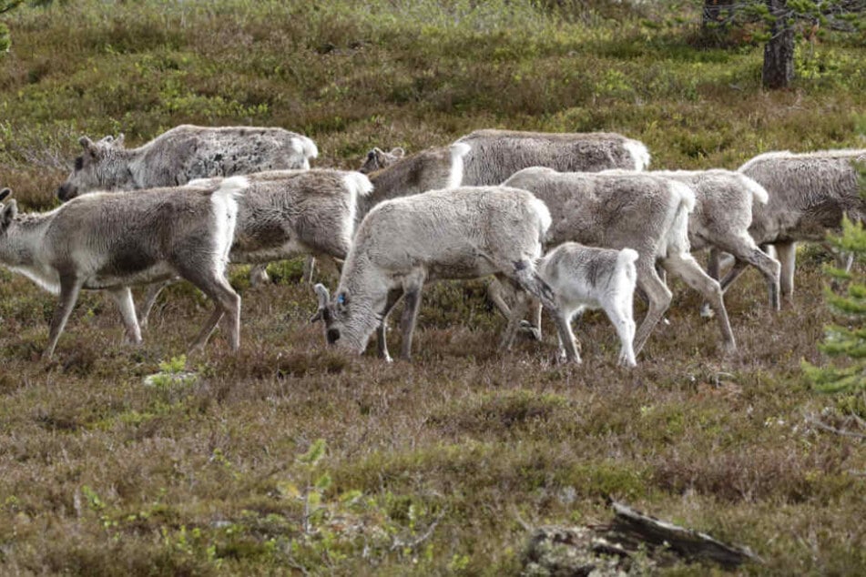 Eine Rentierherde wurde in Norwegen von mehreren Blitzen getroffen.