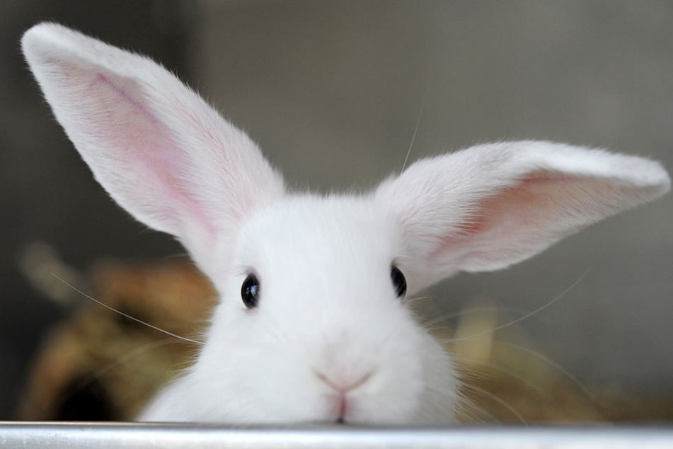 Kaninchen in Gefahr: Eine gefährliche Virusinfektion wütet in Sachsen.