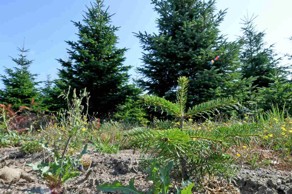 Die Trockenheit setzt den Tannenbäumen auf den Plantagen äußerst zu.