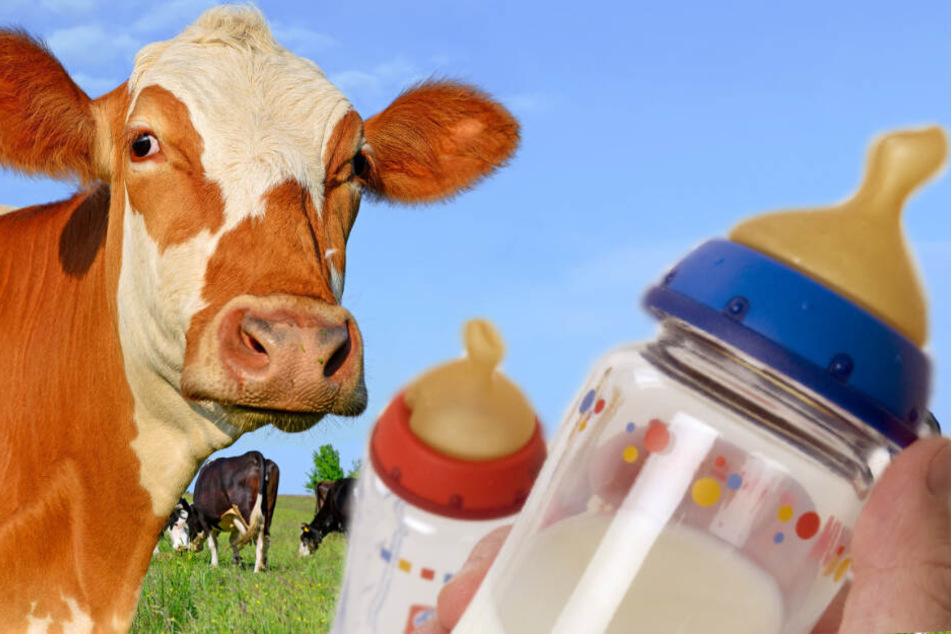 Kann der weltweite Vertrieb von hochqualitativem Milchpulver den Milchbauern zu mehr Einnahmen verhelfen?