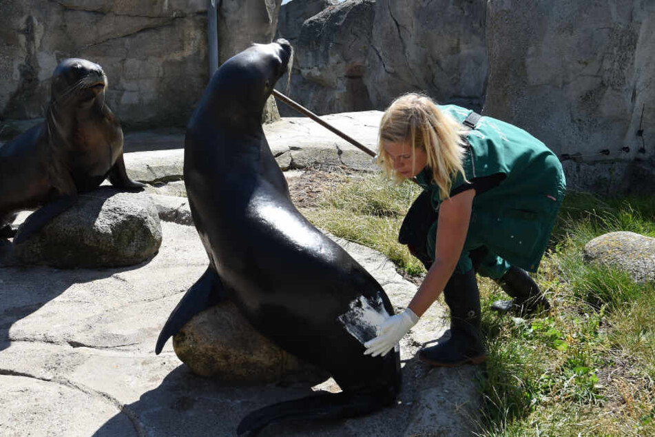 Natalie Franken, Tierpflegerin im "Zoo am Meer", cremt die Seelöwin mit Zinksalbe ein.