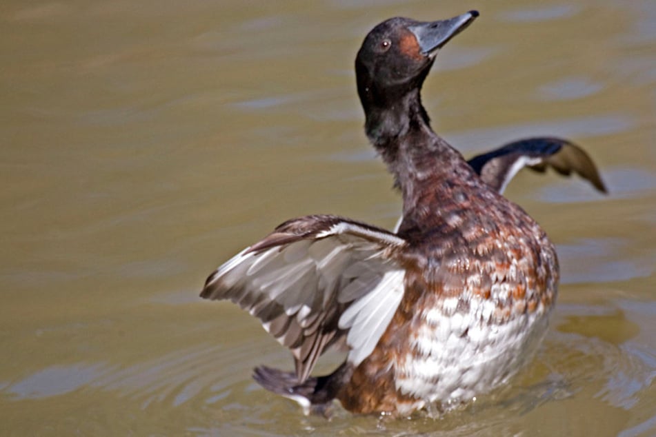 Bei einer Tafelente vom Twistesee wurde der gefährliche H5N8-Virus festgestellt (Symbolbild).