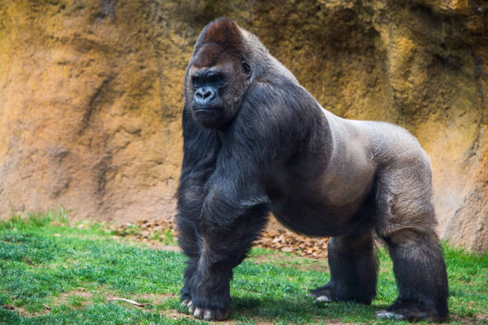 Man vermutet,, dass es die Knochen eines großen Gorillas sind.