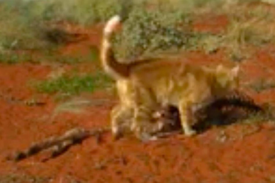 Hier Frisst Eine Katze Ein Ganzes Känguru Tag24