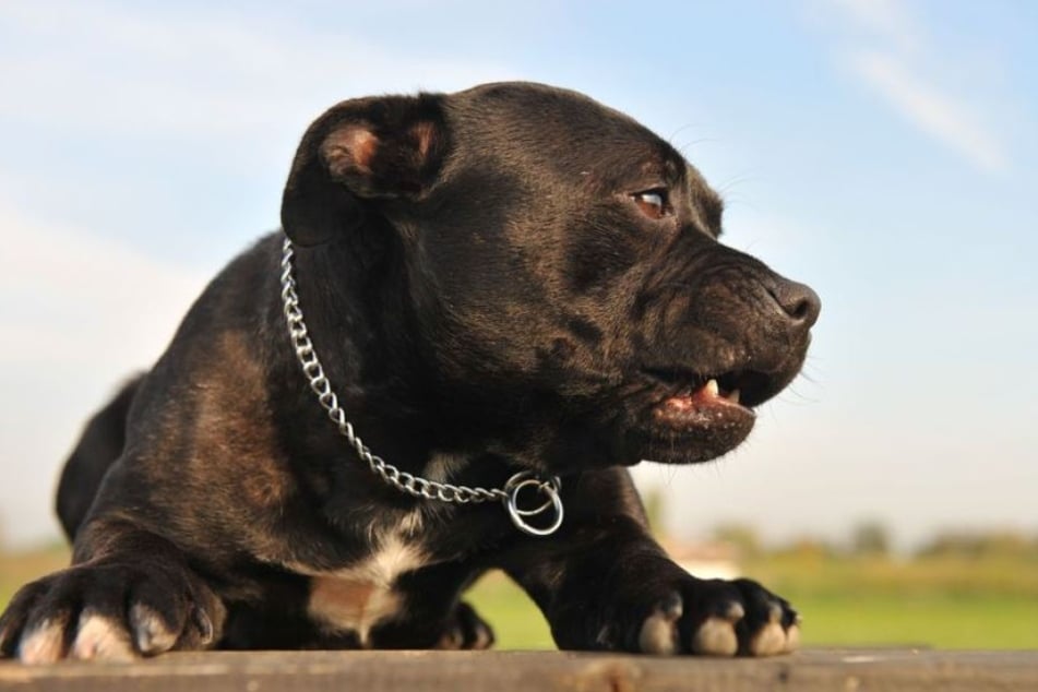 Der Kampfhund war bei einem Nachbar ausgebüchst und hatte die Kinder schwer verletzt. (Symbolbild)