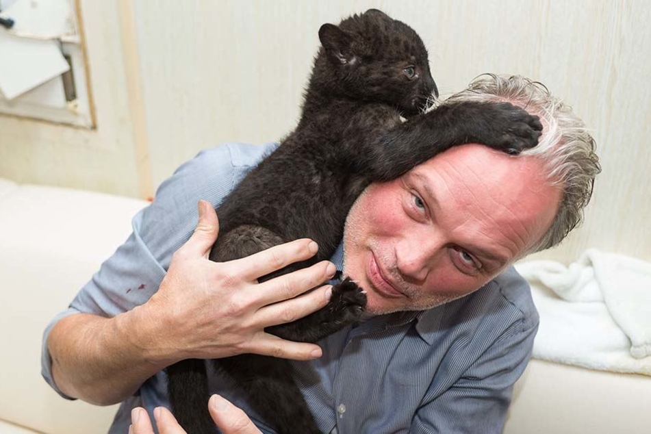 André Sarrasani (45) spielt im Büro mit seinem kleinen Panther-Mädchen: "Ich suche noch nach einem schönen indischen Namen".