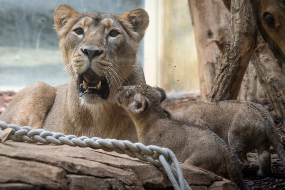 Löwen-Mutter "Zarina" klagte lautstark über das Verschwinden ihrer Babys.