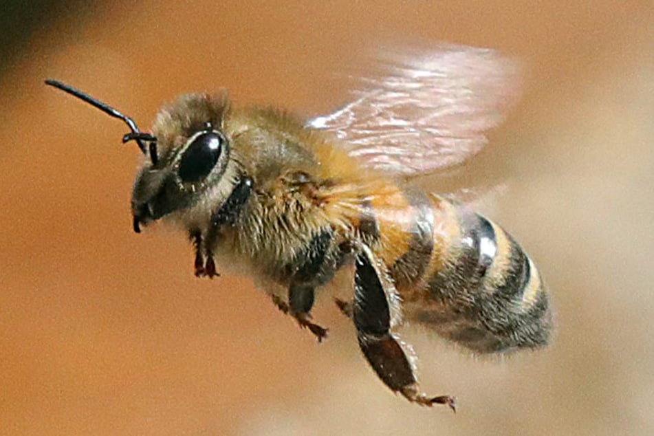 Eine Biene im Flug.