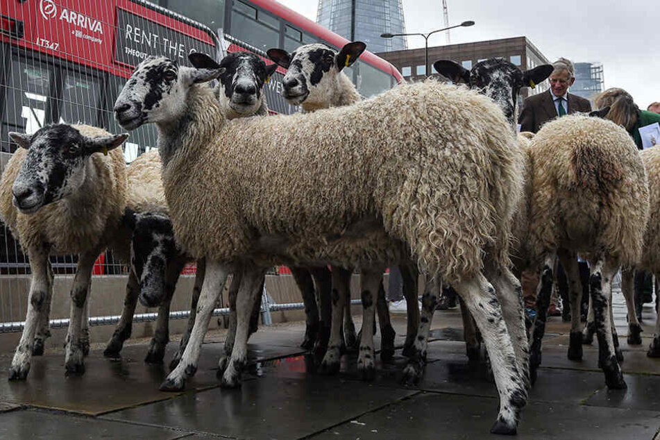 Bizarres Schauspiel: Schafherde läuft laut blökend durch London!