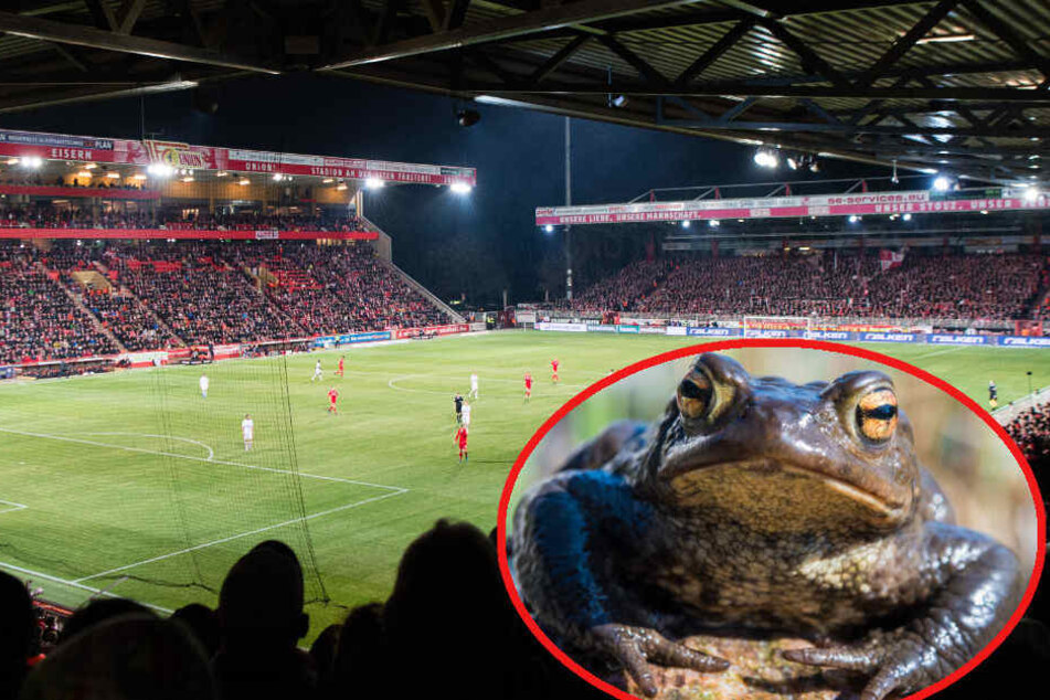 Die Alte Försterei könnte bald von Kröten Besuch bekommen. (Bildmontage)