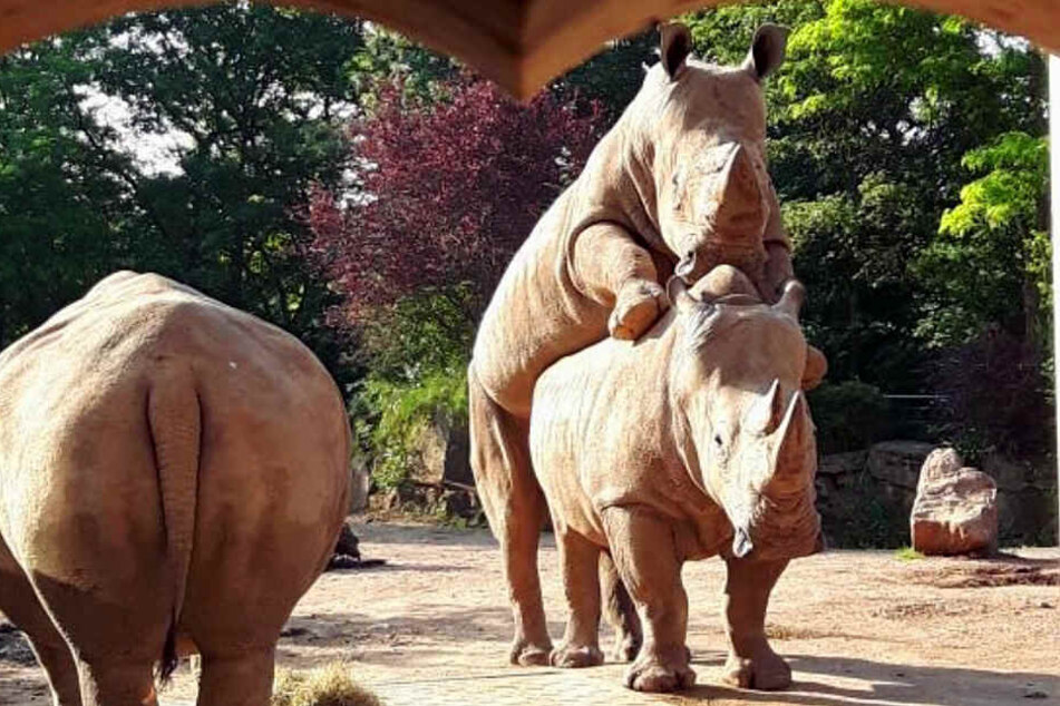 Dino (24) besteigt seine Herzensdame Marcita (12) in Erfurt.