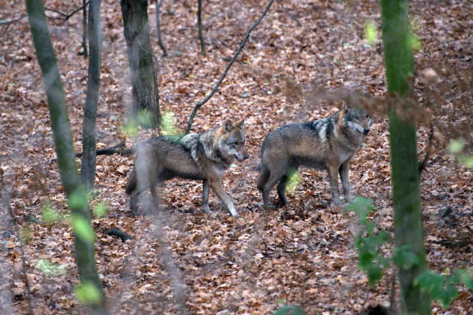 In Deutschland gibt es aktuell 46 Wolfsrudel, die sich konstant vermehren.