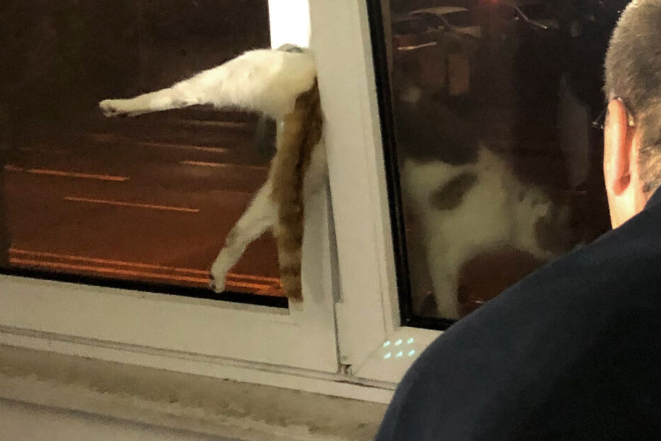 Die Katze blieb im Fenster stecken.