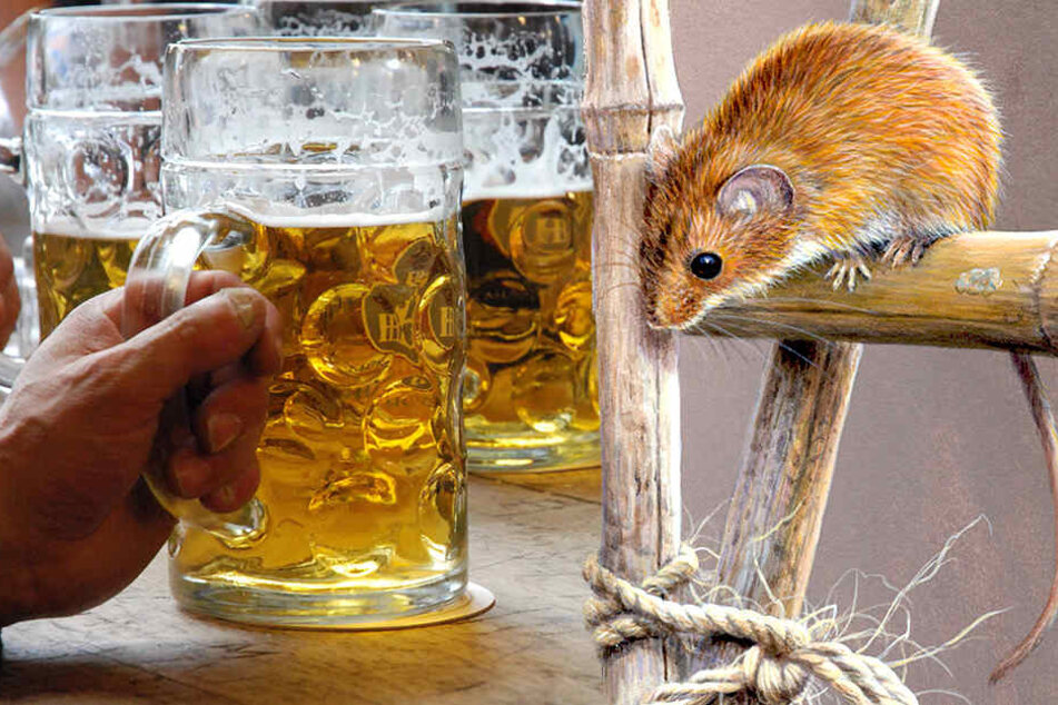 Es gibt laute Kritik an der "Bier-Maus"-Forschung. Dabei wird die Labormaus in einen Vollrausch versetzt.