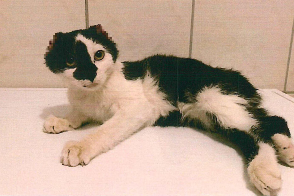 Den Katzen wurden Ohren und Schwanz abgeschnitten.