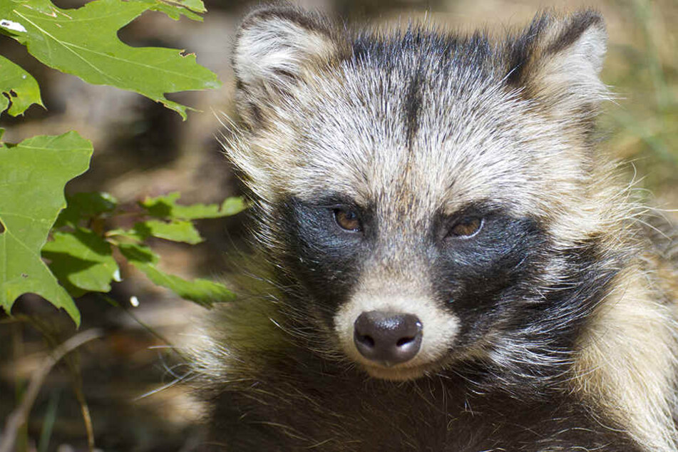 Marderhunde vegetierten für die Zucht auf riesigen Farmen in winzigen Käfigen.