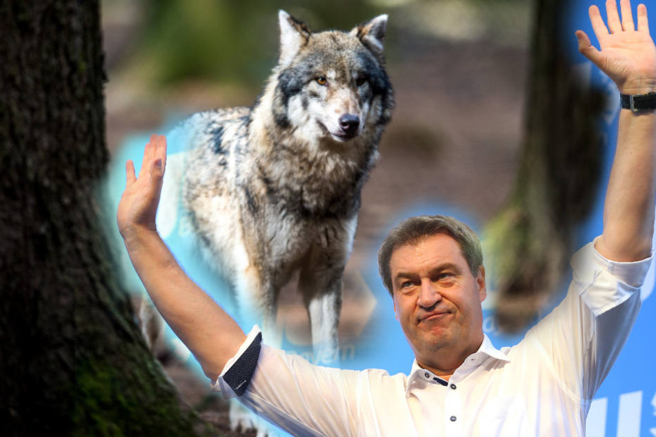 Markus Söder (51, CSU) unterstützt die Almbauern gegen den Wolf.