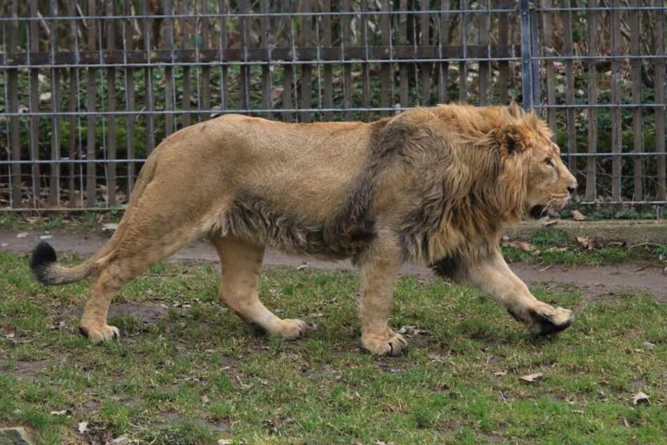 Der neue Löwe soll dem Kölner Zoo Nachwuchs bringen.