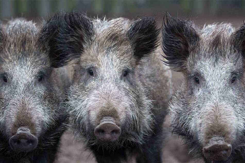 Seit Monaten stehen Wildschweine unter Beschuss.