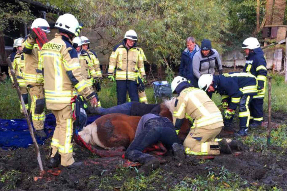 Einsatzkräfte der Freiwilligen Feuerwehr Rheurdt konnten die Islandpferde aus der misslichen Lage befreien.