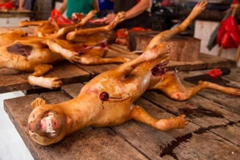 Gegen diese Tierquälerei setzen sich Aktivisten zur Wehr.