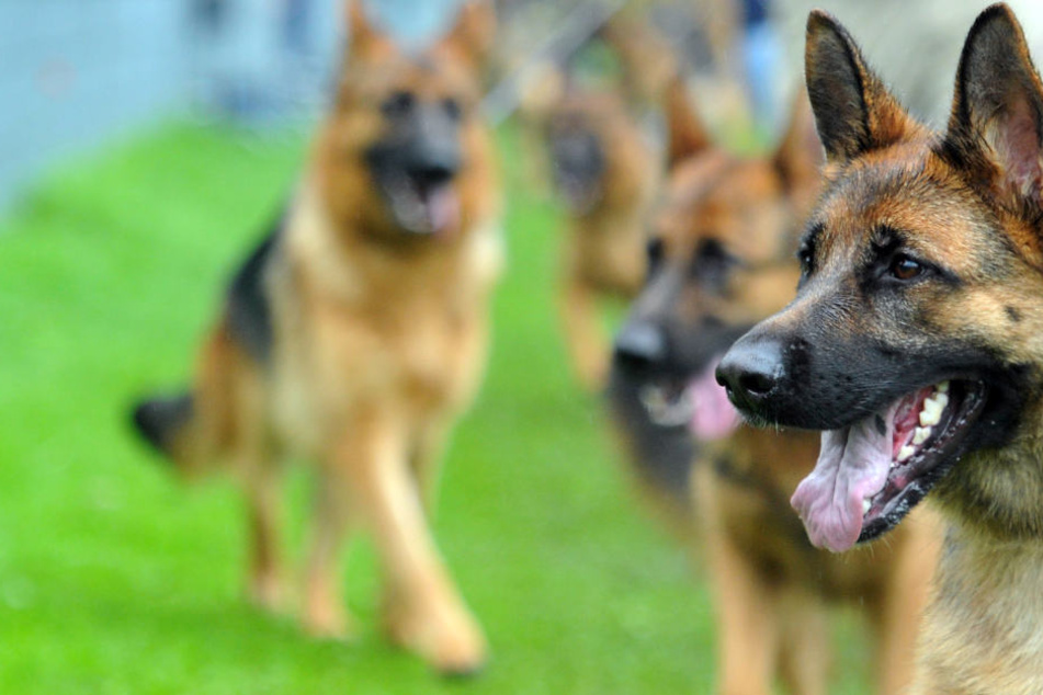Der Deutsche Schäferhund ist noch immer die beliebteste Hunderasse in Deutschland.