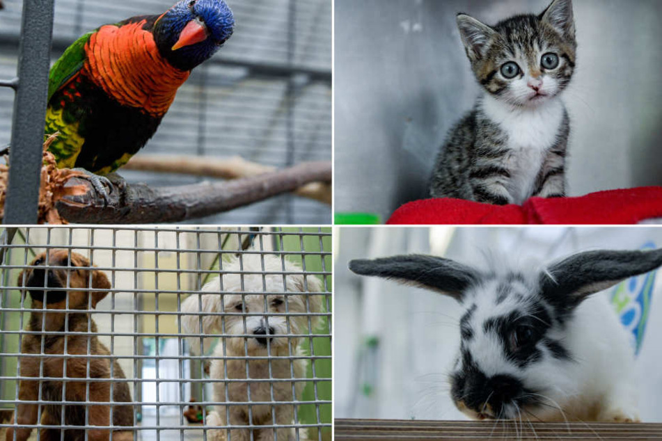 Diese Tiere wurden alle innerhalb der letzten vier Wochen in Hamburg ausgesetzt.