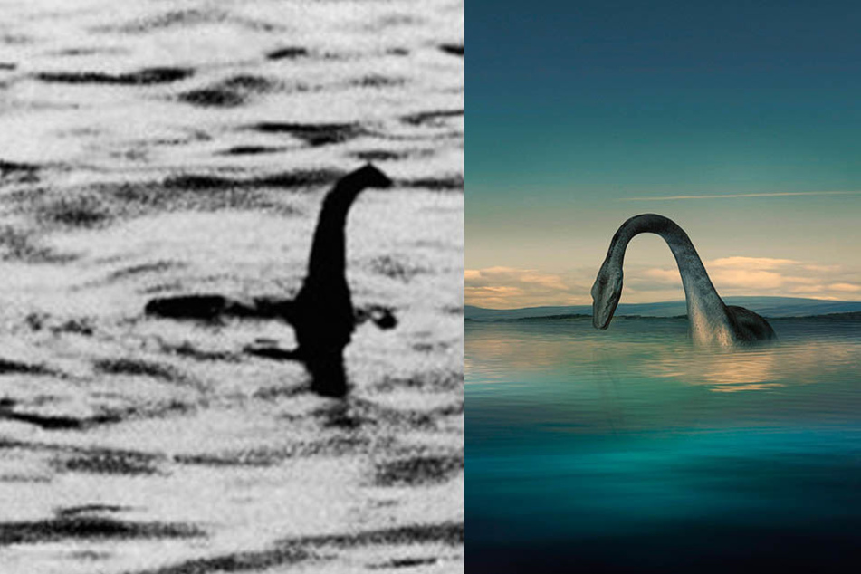 Reptilartiger Kopf und langer Hals: Das berühmteste "Nessie"-Foto aus dem Jahr 1934 galt jahrzehntelang als ultimativer "Beweis". Allerdings: 1994 wurde das Bild als Fälschung enttarnt.
