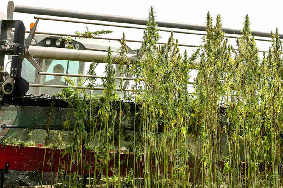 Mit einer eigens entwickelten Erntemaschine erntet ein Landwirt Cannabis in Naundorf.