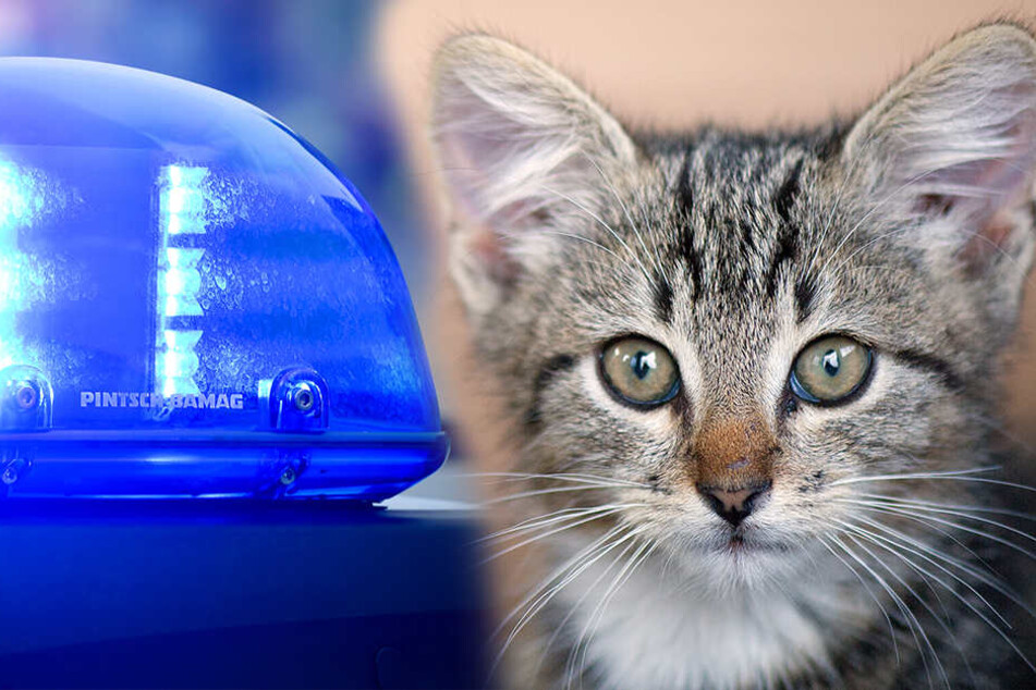 Ungefähr 16 000 Euro Schaden für die Rettung einer Katze (Symbolbilder)