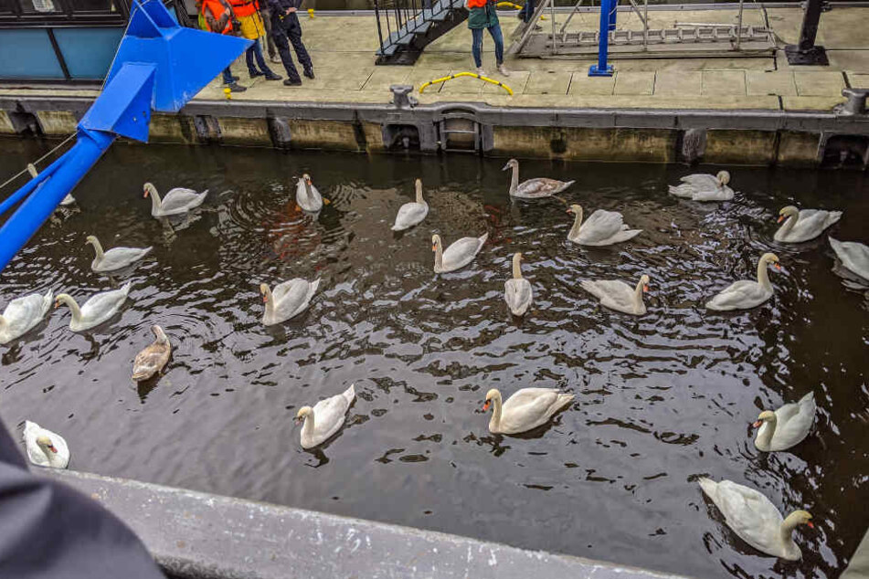 Die Schwäne werden vor der Rathaus-Schleuse gesammelt.