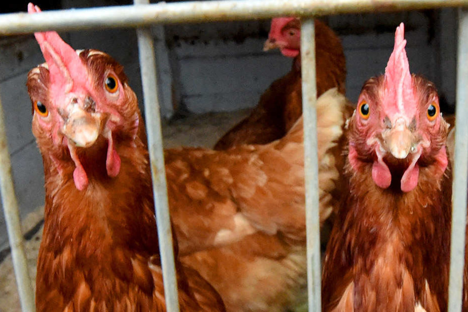 Die Vogelgrippe zwingt immer mehr Bundesländer dazu, eine Stallpflicht für Hühner zu verordnen.