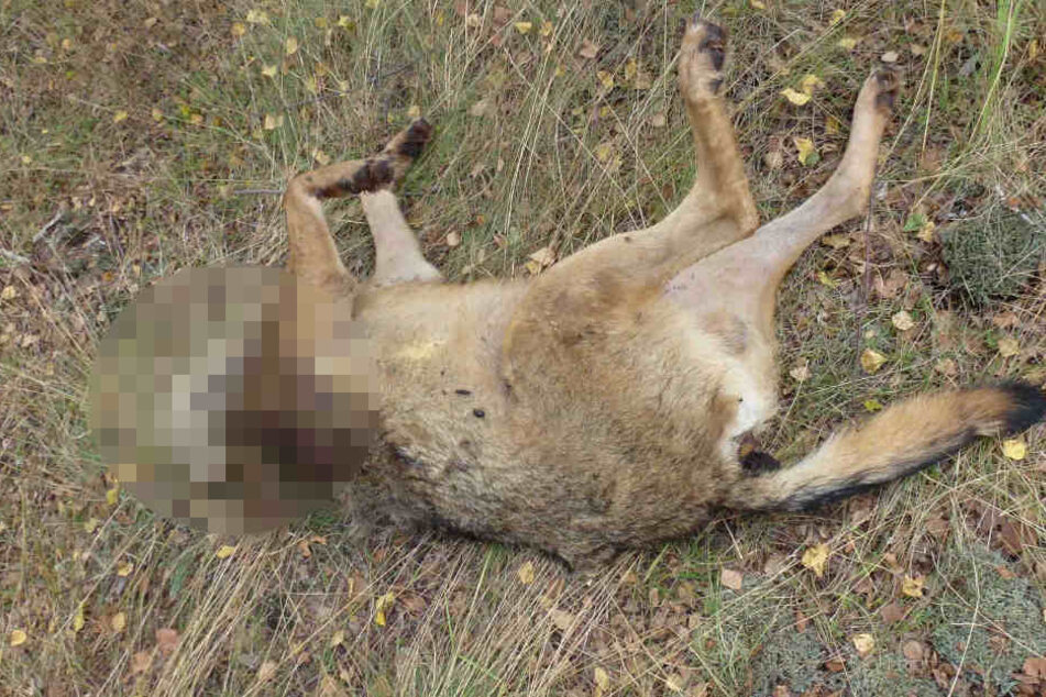 Wegen Tierquälerei ist Anzeige erstattet worden.