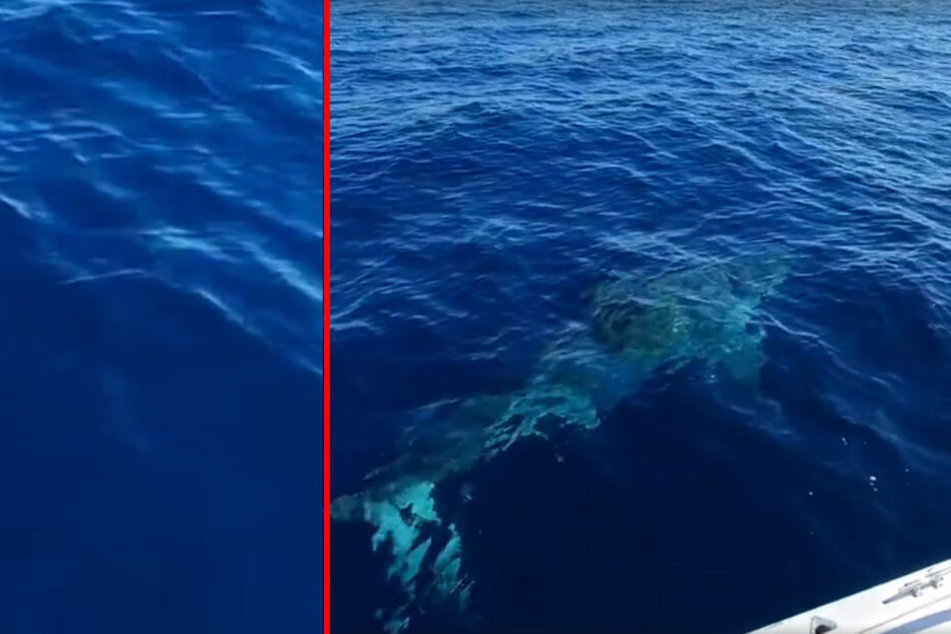 Neben dem Boot schwamm plötzlich ein riesiger Hai.
